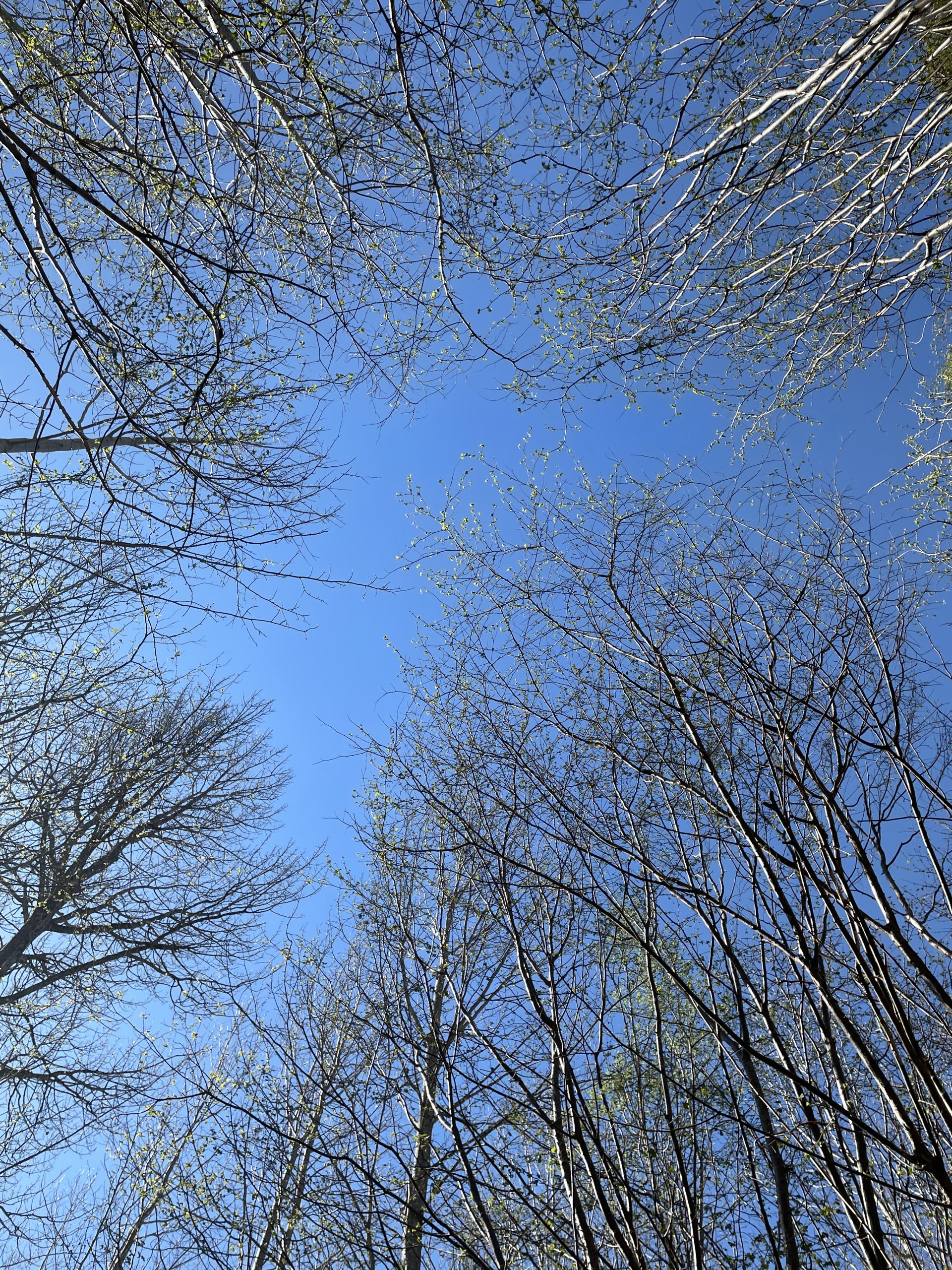 image00001